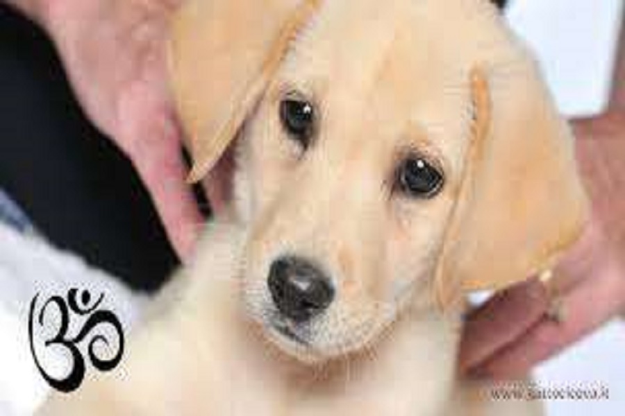 Trattamento Reiki Esseri  Animali